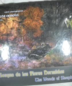 EL BOSQUE DE LAS FLORES DORMIDAS ( FOTOGRAFIA CELTA) - THE WOODS OF SLEEPING FLOWERS (CELTIC PHOTOGRAPHER) de VICENTE ANSOLA EL BOSQUE DE LAS FLORES DORMIDAS ( FOTOGRAFIA CELTA) - THE WOODS OF SLEEPING FLOWERS (CELTIC PHOTOGRAPHER) de VICENTE ANSOLA